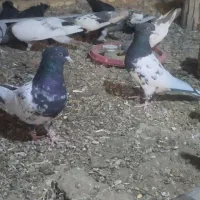 کبوتر کله سیاه|پرنده|شیراز, رکن‌آباد|دیوار
