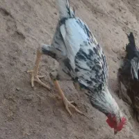 خروس محلی اصل