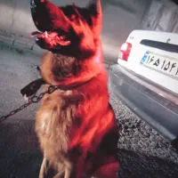 ژرمن شپرد|سگ|مزرعه کتول, |دیوار