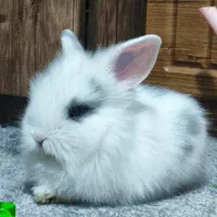 بچه خرگوش لوپ|موش و خرگوش|تهران, جیحون|دیوار