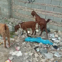 گوسفند مری با بچه‌ هاش