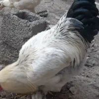 خروس برهما|حیوانات مزرعه|مشگین شهر, |دیوار