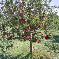 فروش سیب قرمز