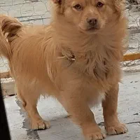 سگ پامر|سگ|ساوه, |دیوار