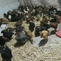 گلپایگان محلی