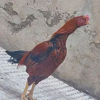 خروس لاری|حیوانات مزرعه|بومهن, |دیوار