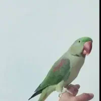 مرغ عشق.کوتوله.عروس.گرینچک.شاه طوطی|پرنده|بروجن, |دیوار