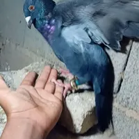 کبوتر