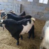 کهره|حیوانات مزرعه|جهرم, |دیوار