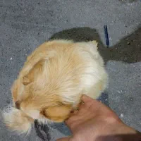 سگ باهوش و بامزه و حرف گوش کن|سگ|بهارستان, |دیوار