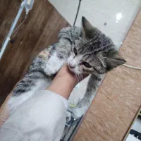 واگذاری رایگان بچه گربه ماده ۳ ماهه