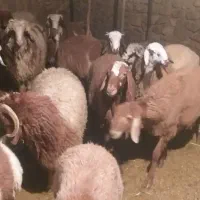 ۱۲بره ۳تاماه۹تا نر کیلو ۳۵۰