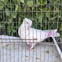 20عدد کفتر پرشی به صورت یکجا|پرنده|هشتگرد, ینگی امام|دیوار