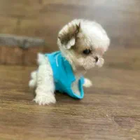 توله سگ پشمالو شیتزو مالتیز عروسکی سایز صفر