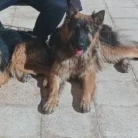 توله ژرمن شپرد شولاین به صورت چکی|سگ|گلپایگان, |دیوار