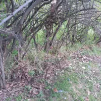 فروش قطعات ۱۰۰۰ متری باغ و زمین کشاورزی|فروش زمین و ملک کلنگی|نهاوند, |دیوار