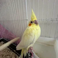 جوجه عروس هلندی