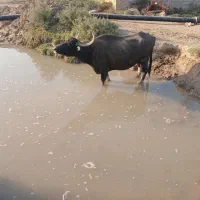 جاده گنبوعه روستایی ملیحه|حیوانات مزرعه|حمیدیه, |دیوار