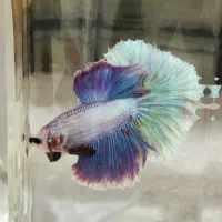 فایتر Betta|ماهی|شیراز, فرگاز|دیوار