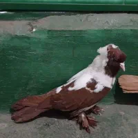 ککلی نرو ماده