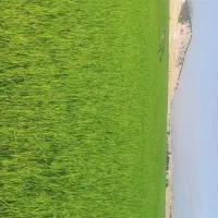 نگهبانی و سرایداری