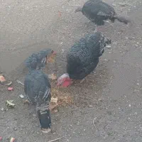 بوقلمون