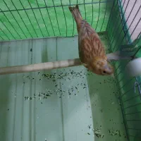 قناری|پرنده|مسجد سلیمان, |دیوار