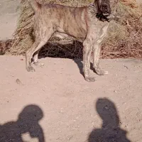 سگ گلگی|سگ|نیمبلوک, |دیوار