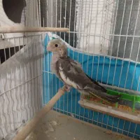 عروس.هلندی‌.جوجه