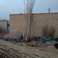 آلو پفکی و نهال صنوبر نگرا