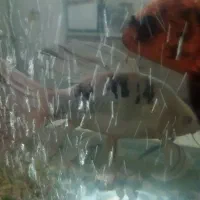 ماهی کوی|ماهی|اصفهان, شفق|دیوار