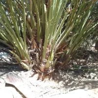 بچه نخل یا همون پاجوش برحی موجوداست|حراج|بوشهر, |دیوار