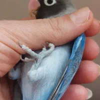 سه طوطی و جوجه طوطی برزیلی|پرنده|تهران, مینای شمالی (مخبر)|دیوار