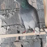 کبوتر پرشی|پرنده|ساوه, |دیوار
