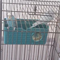 مرغ عشق|پرنده|اردبیل, |دیوار