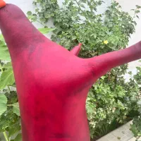 پوست نی انبان