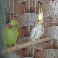 جوجه ملنگو وجوجه عروس