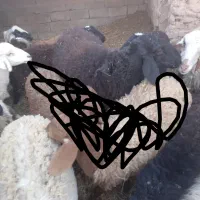 گوسفند|حیوانات مزرعه|فردوس (کرمان), |دیوار