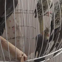 عروس هلندی۶ ماهه سرحال و زرنگ|پرنده|لاهیجان, گلستان|دیوار