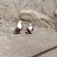 کفتر کلاغ کربلایی|پرنده|گلمکان, |دیوار