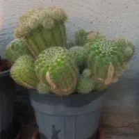 گلدان طبیعی|گل و گیاه طبیعی|سمنان, |دیوار