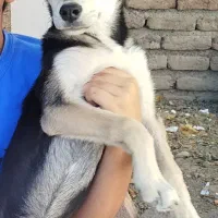 واگذاری سگ هاسکی ۵ ماهه