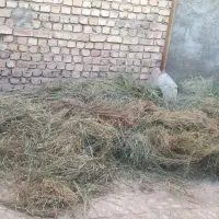 کارگر زرین شهر