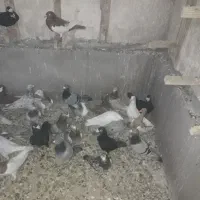 ***|پرنده|بوئین زهرا, |دیوار