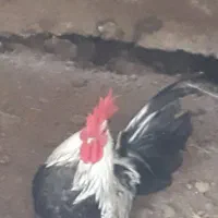 خروس مینیاتوری|حیوانات مزرعه|فریدونکنار, |دیوار