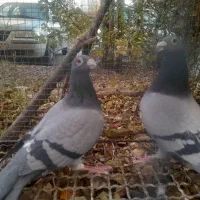 کبوتر  پلاکی