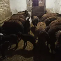 بزنژ دی،اوستن  الانم روزی یک،کیلوشیرمیده|حیوانات مزرعه|خلجستان, |دیوار