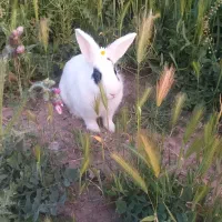خرگوش بامزه