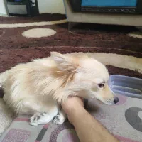 سگ پامر روباهی فروشی|سگ|الوند, |دیوار