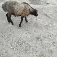 سلام بره هترو جاده سرخس کسی خواست زنگ بزن